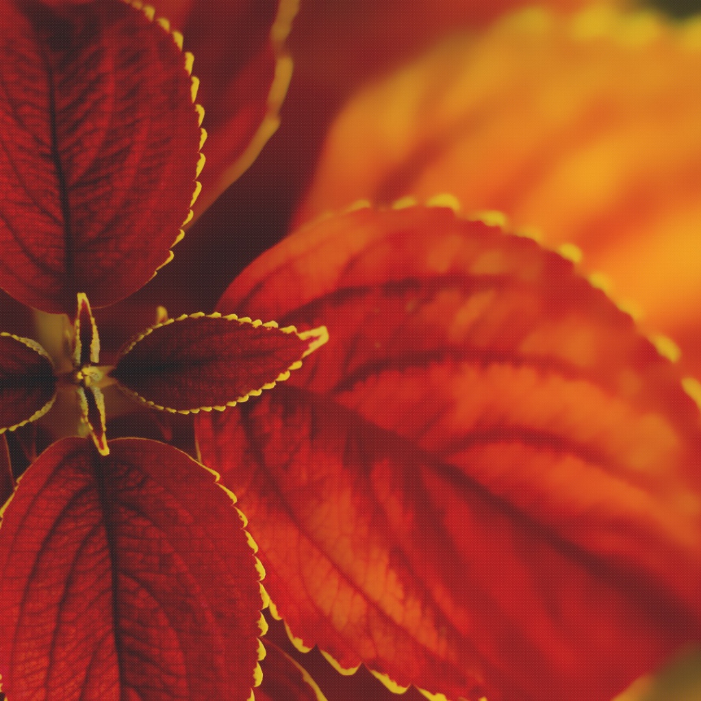 Макро природа