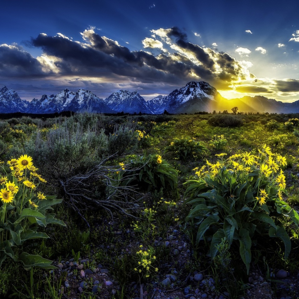 Подарок природы