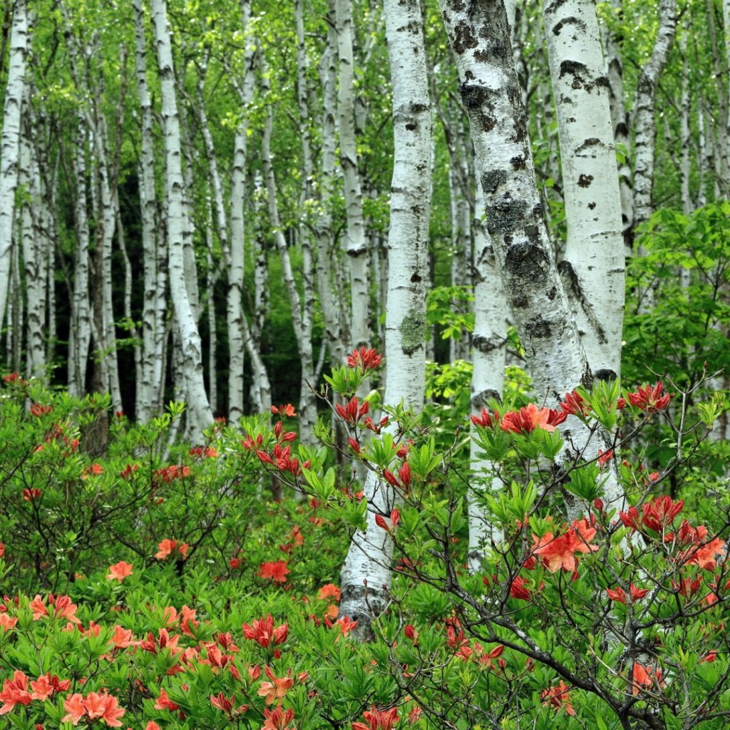 Берёзы среди розовых листъев