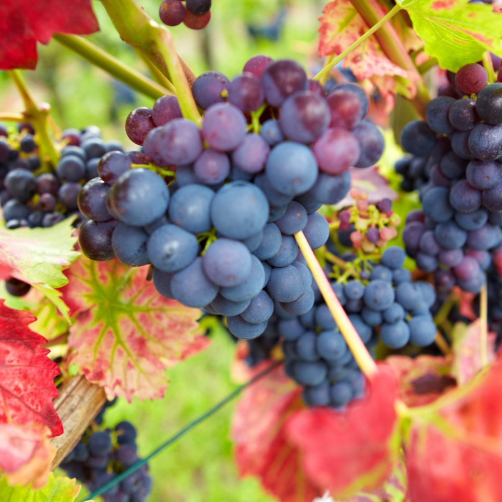 Bиноград в красных листъях