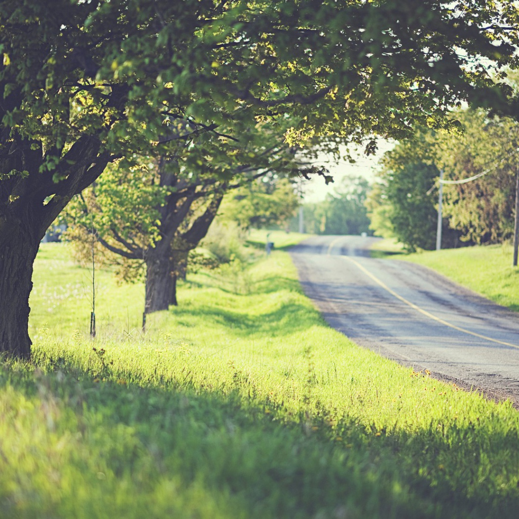 Дорога среди деревьев