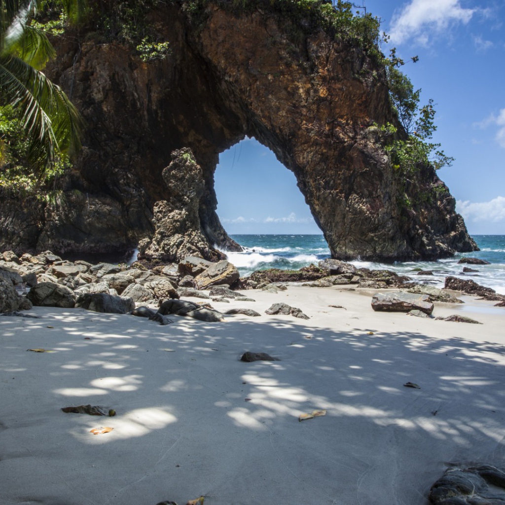 Cкала и дерево