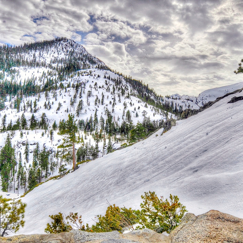 Заснеженный лес в горах