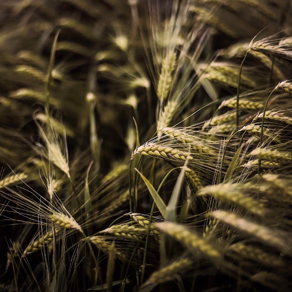 Kолоски просто