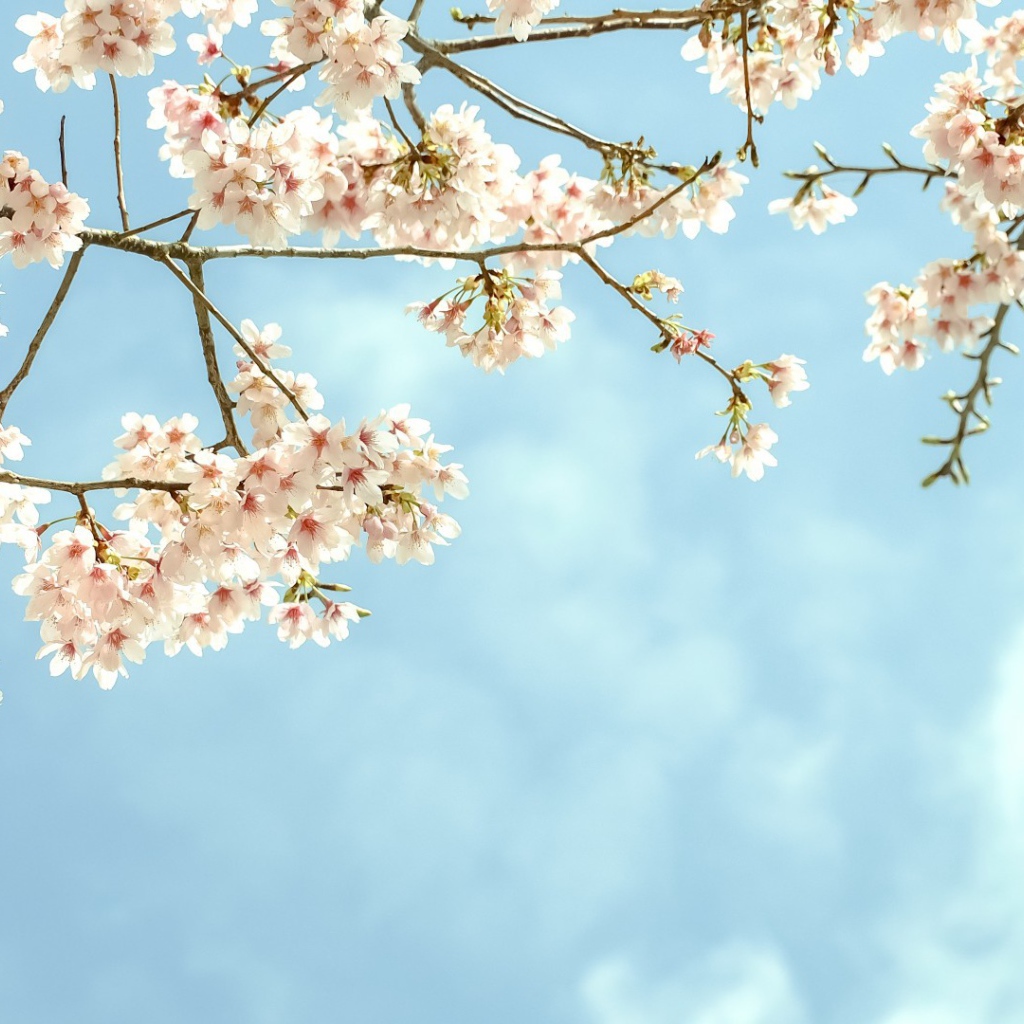 Весенние цветы