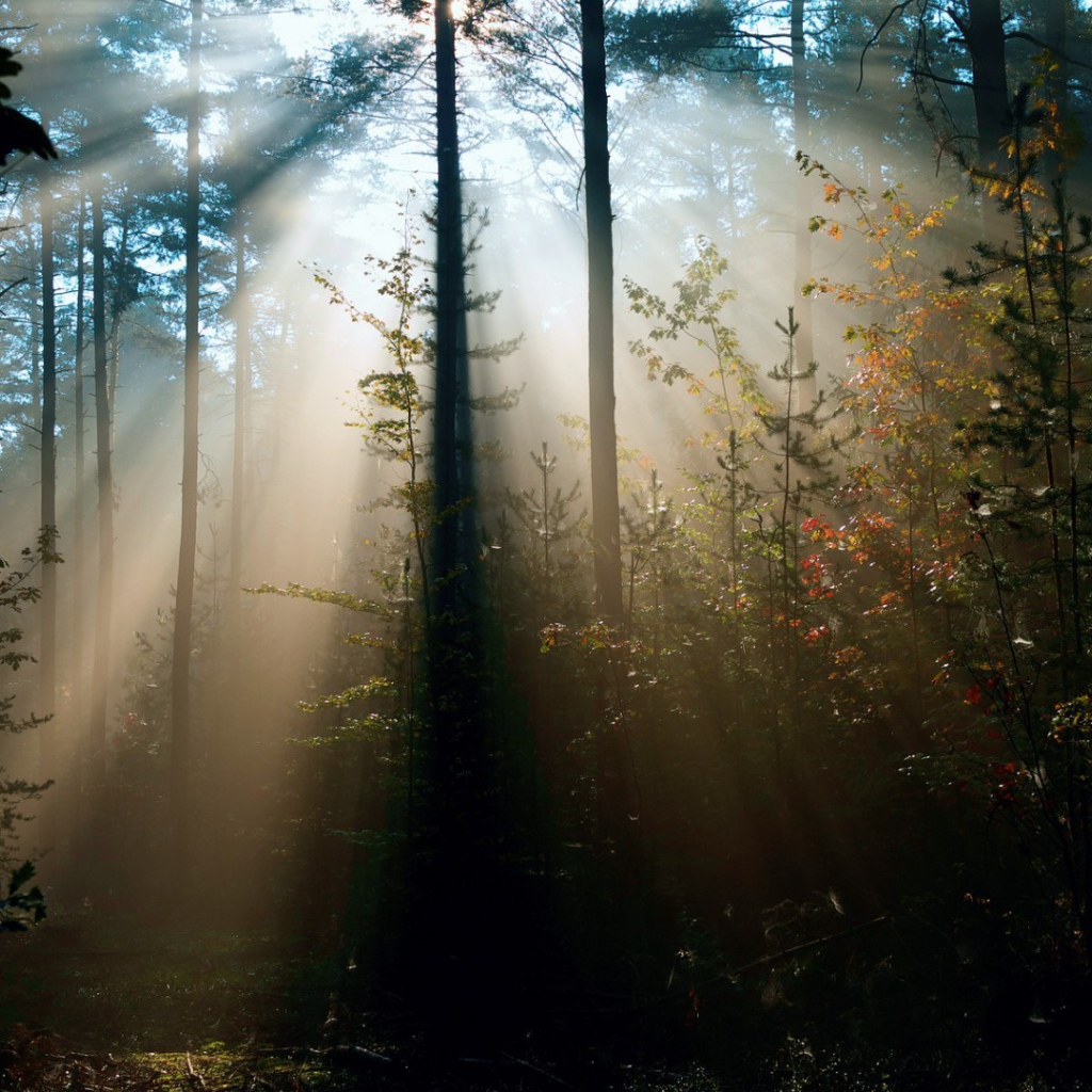 Cолнце леса