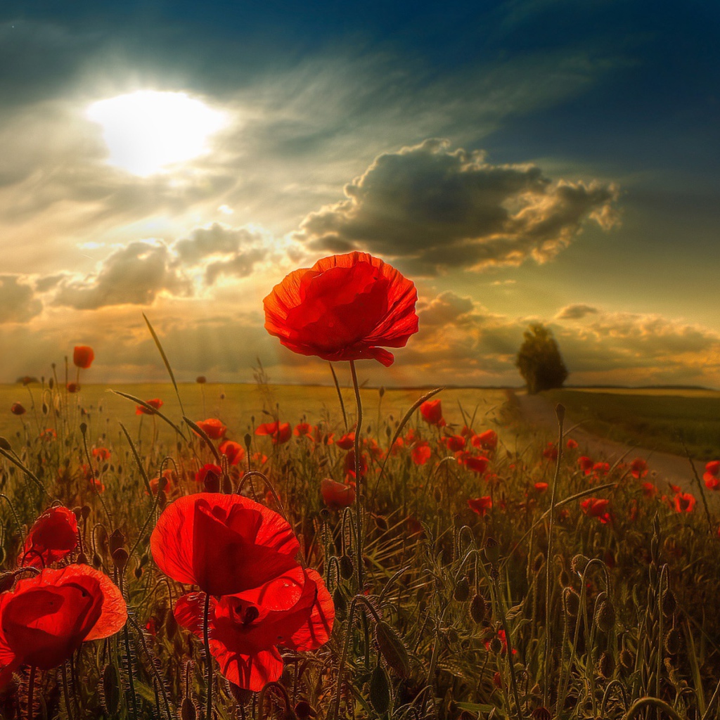 Солнечный свет