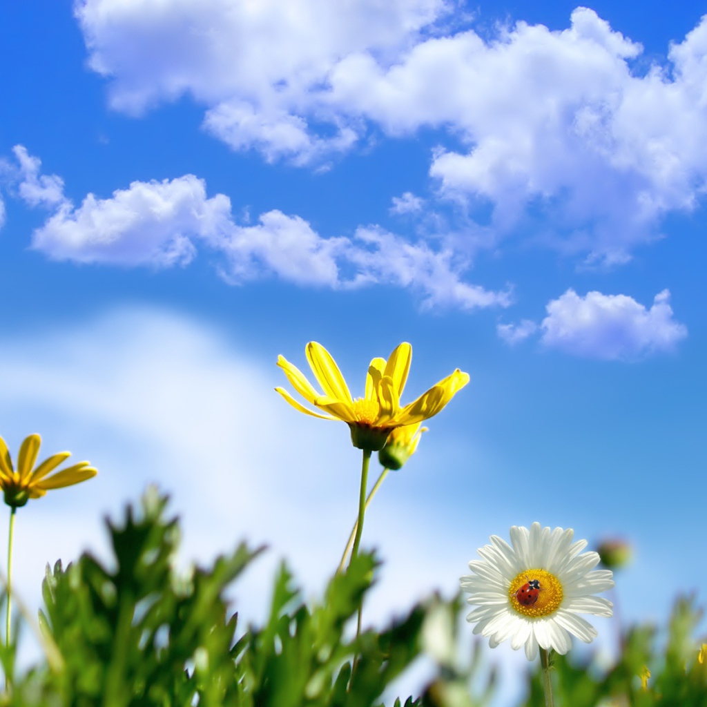 Весеннее солнце