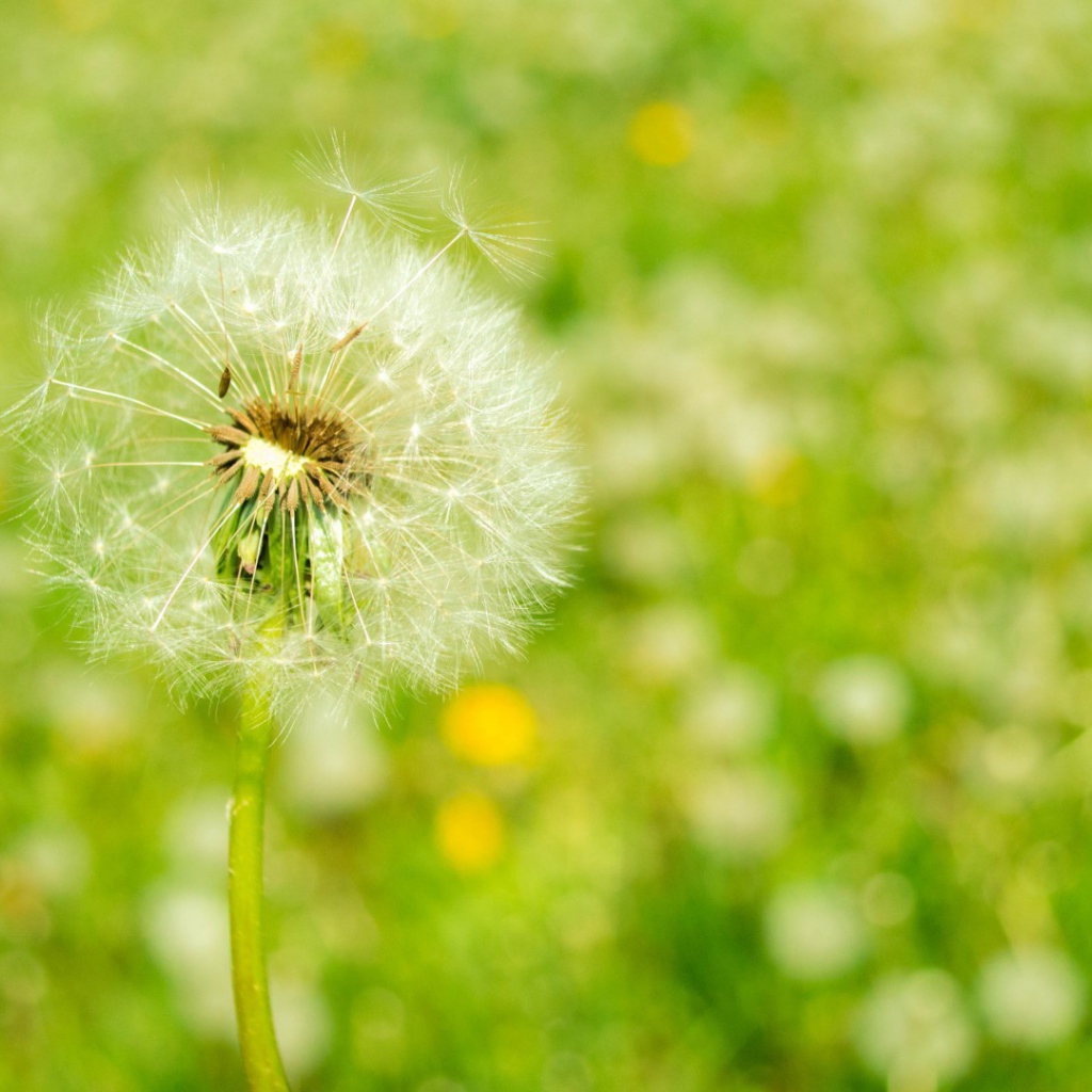 Созревший одуванчик