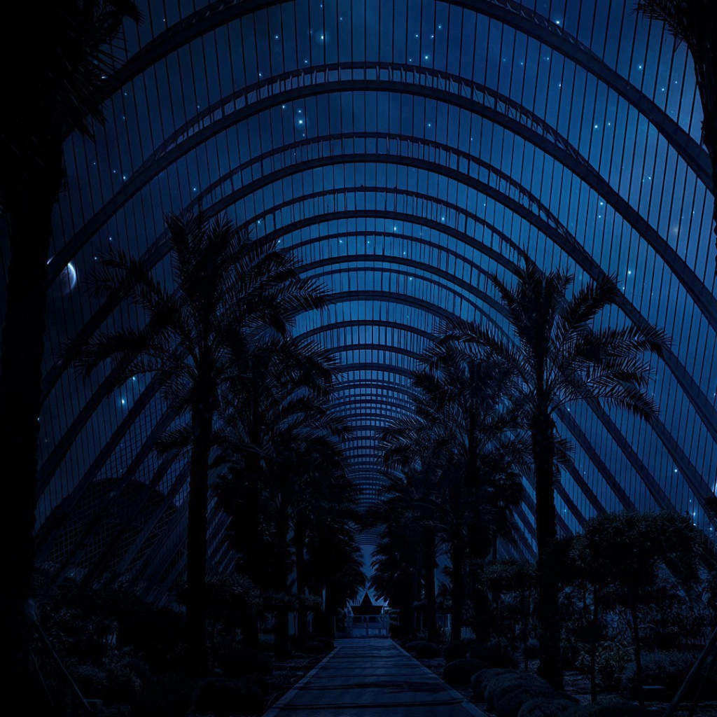 Ночное небо над пальмами