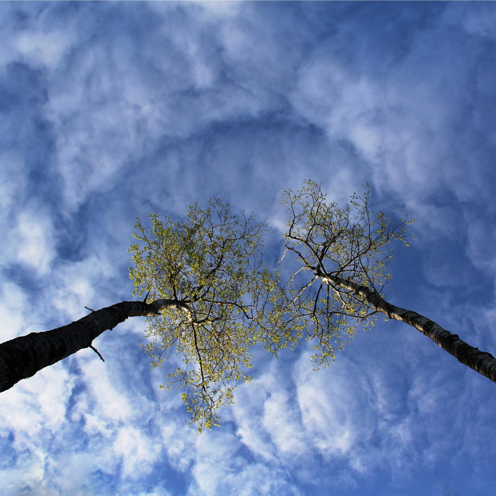 Вершины деревьев в облаках