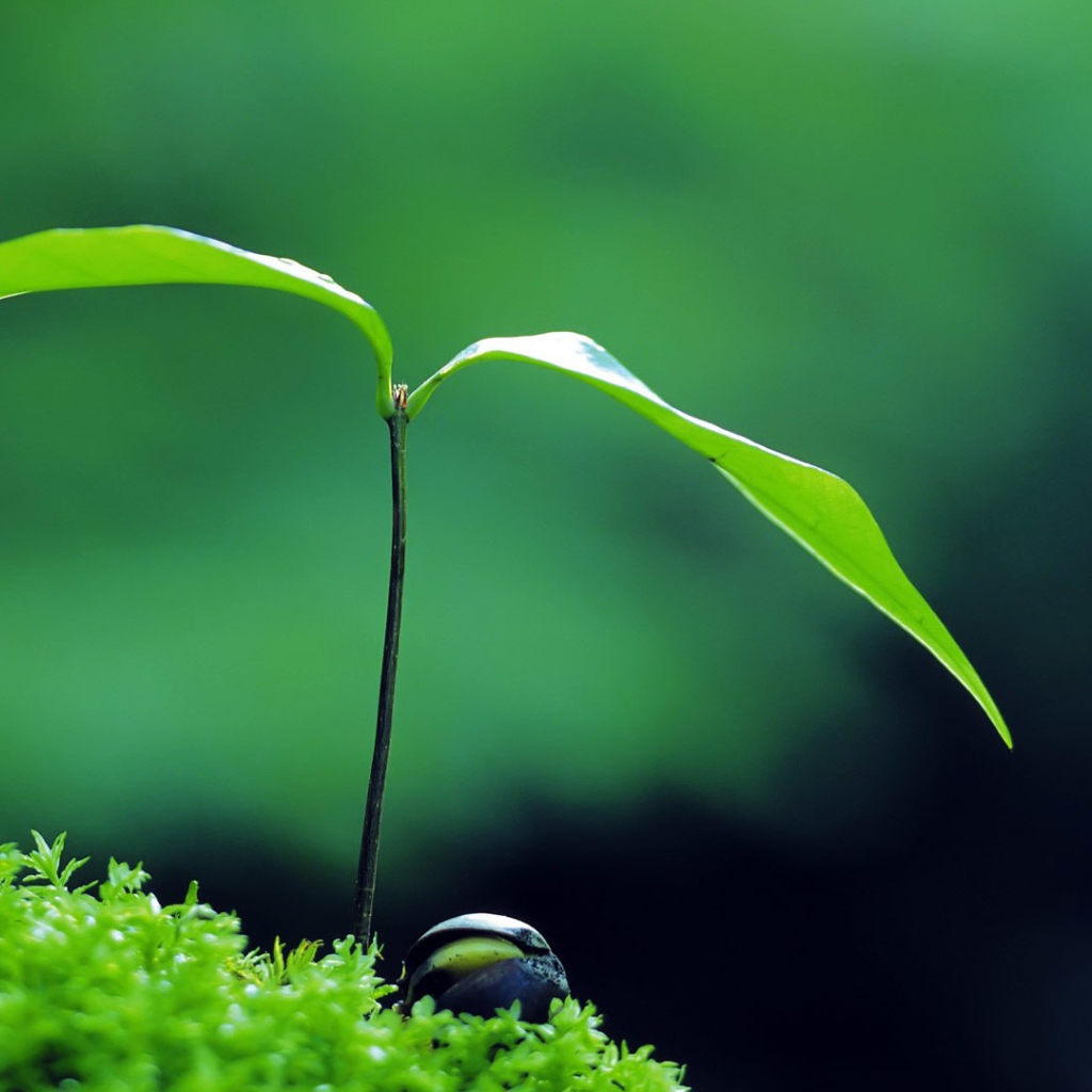 Молодой росток