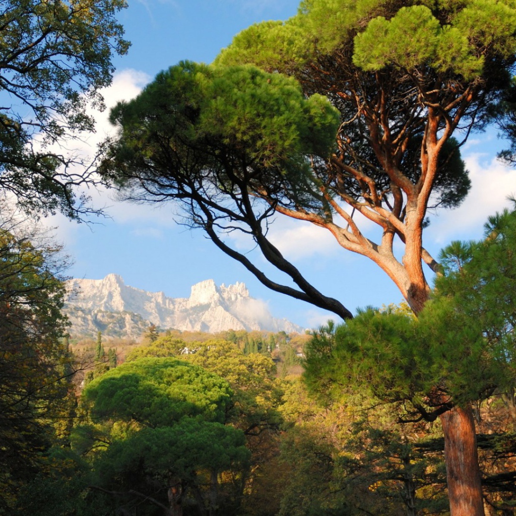 Белые вершины гор