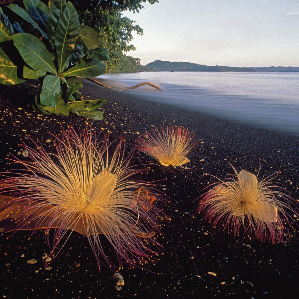 Черный пляж в Индонезии