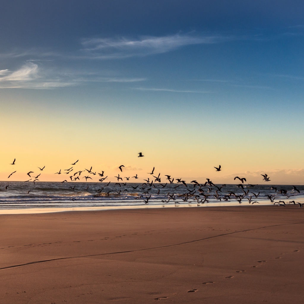 Собака гоняет птиц на пляже