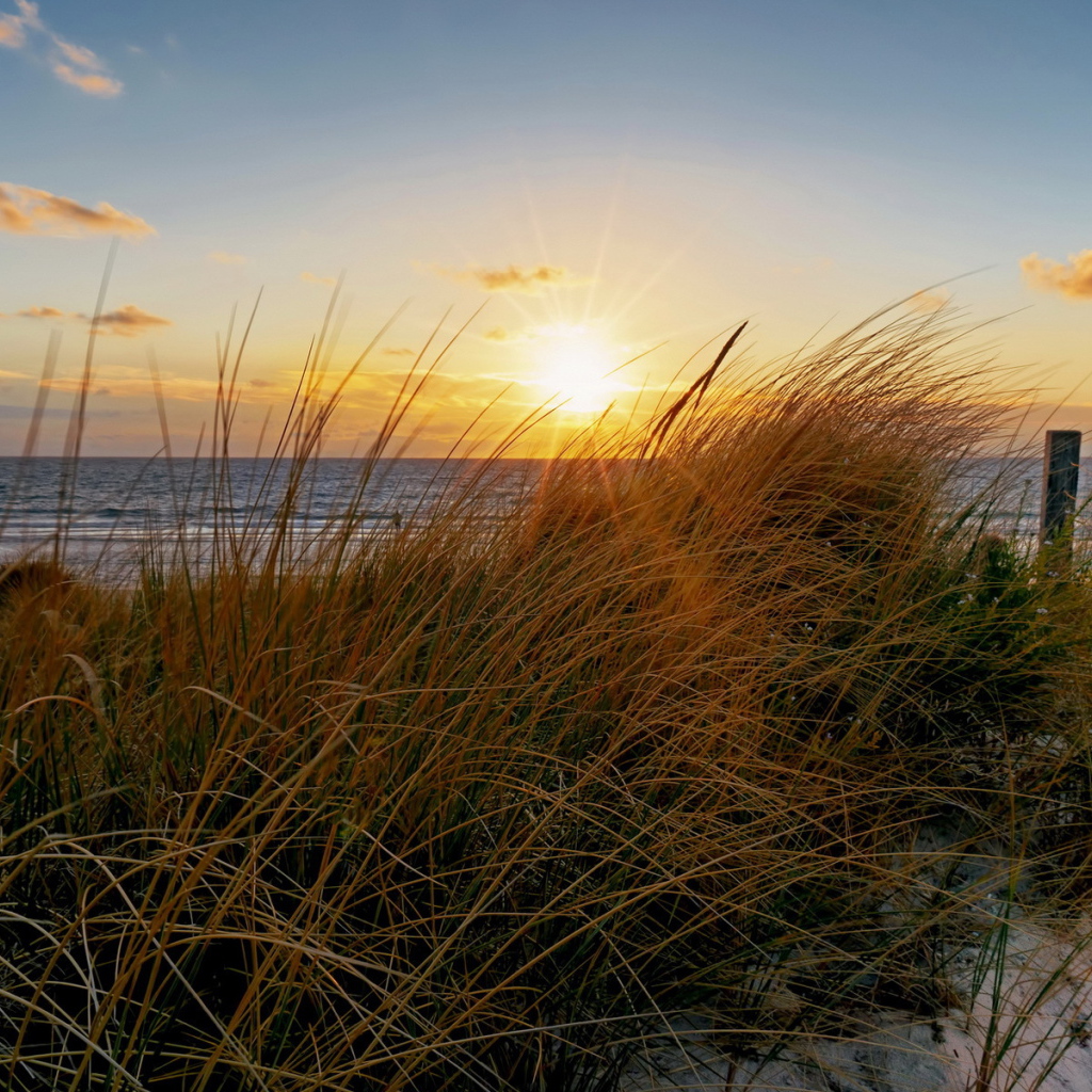 Трава на пляже