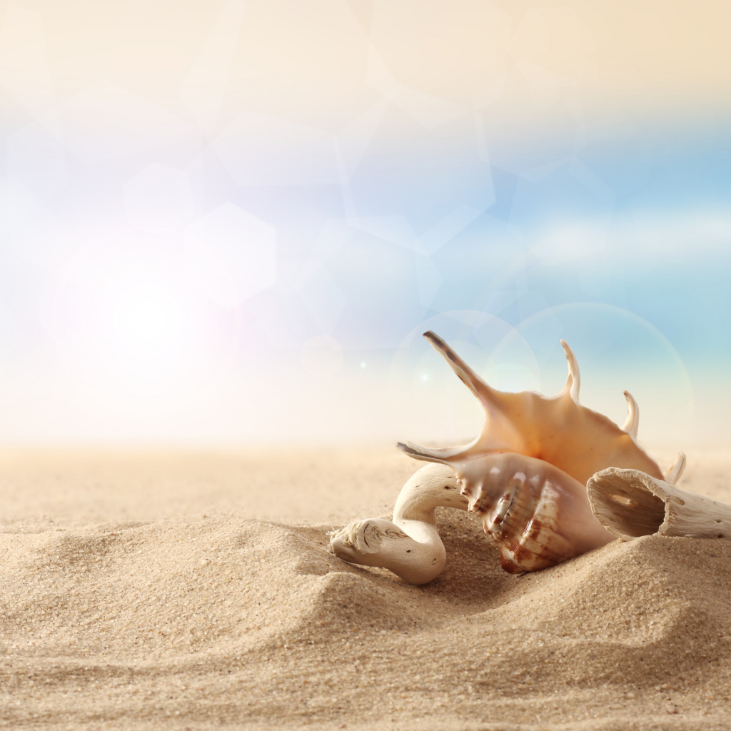 Ракушки на песке