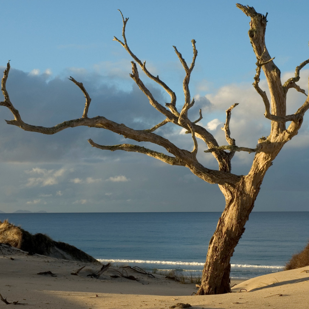 Засохшее дерево на берегу океана