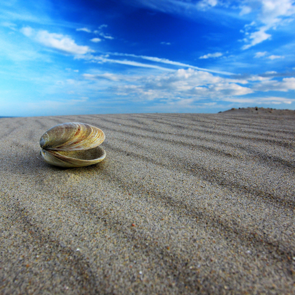 	   Shell on the beach