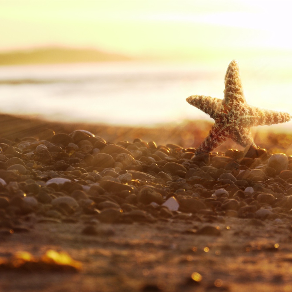 Морская звезда на камнях