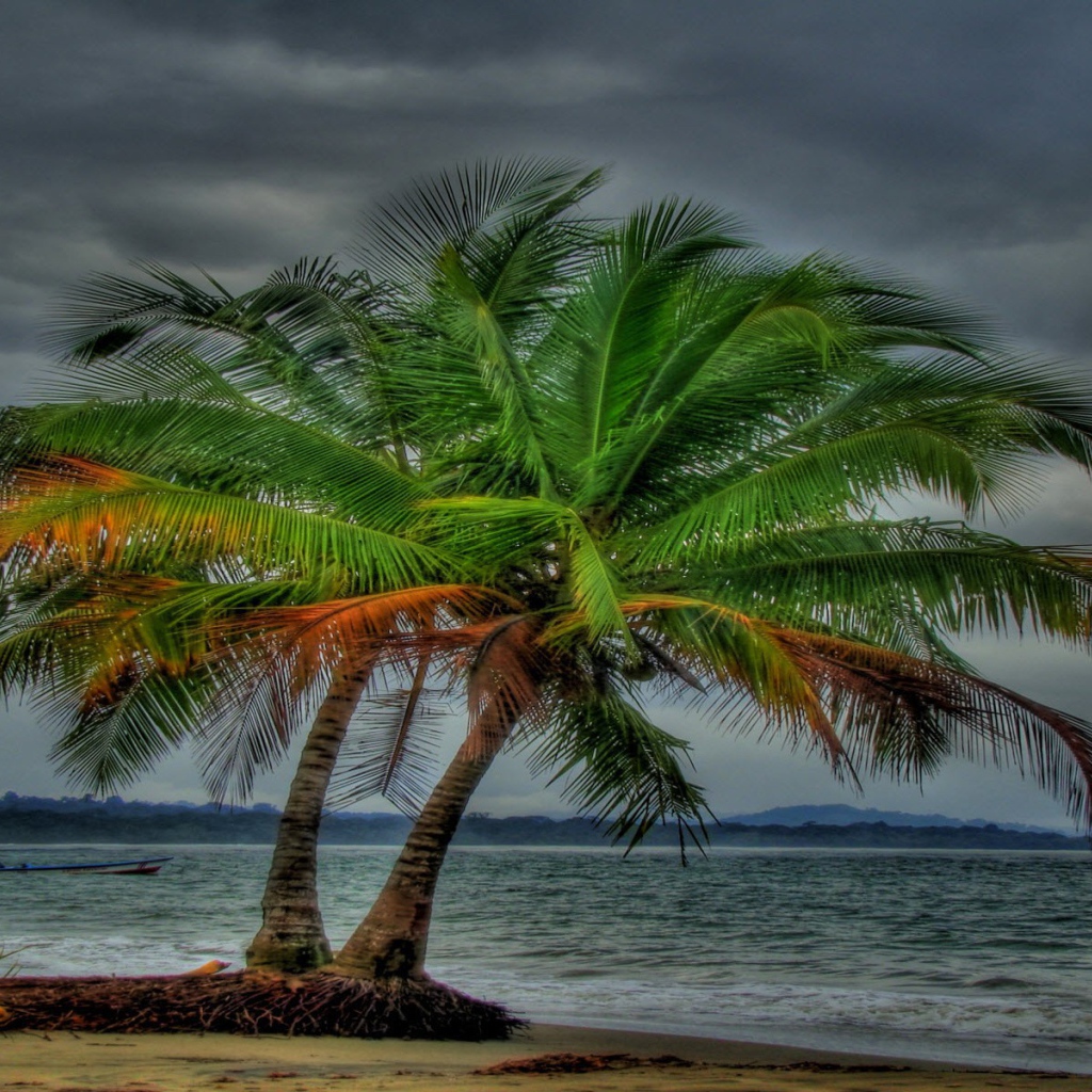 Два дерева на пляже