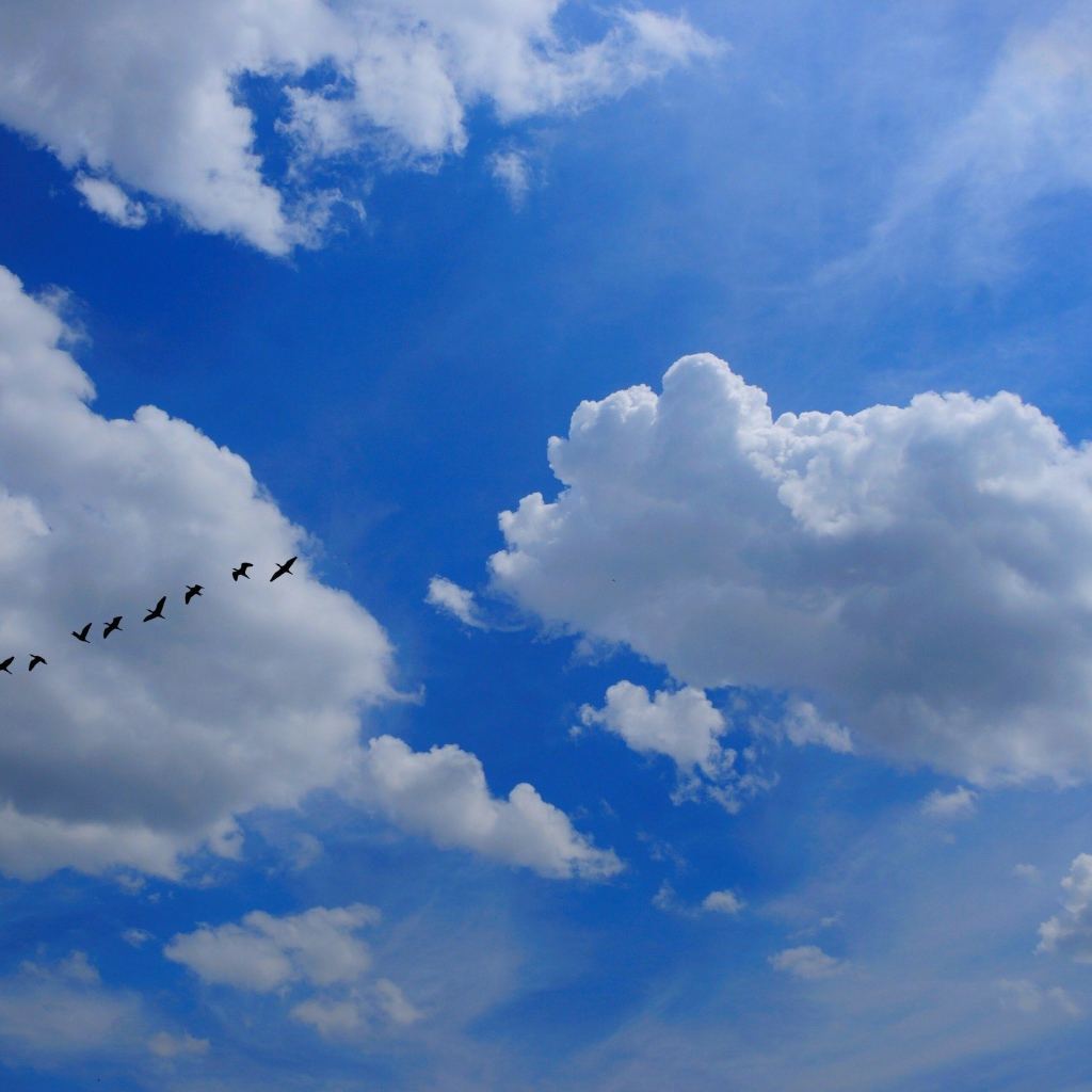 Стая птиц в облаках