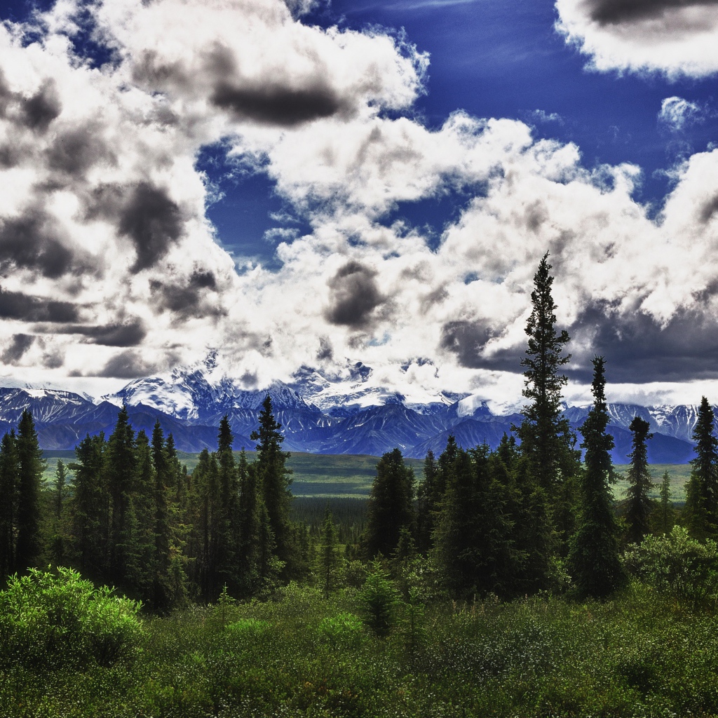 Красивые облака над лесом