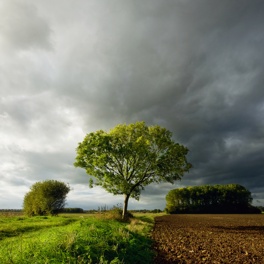 Дерево под темными облаками