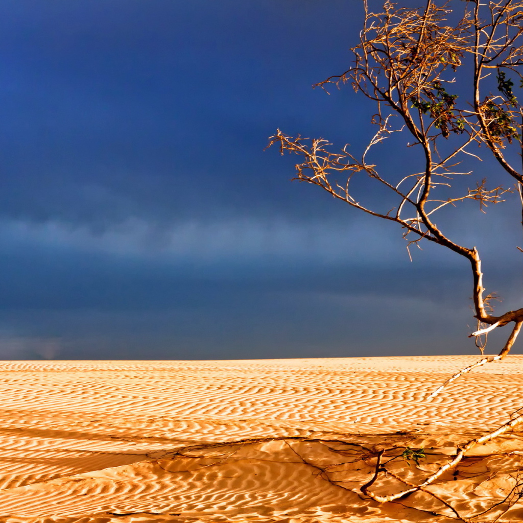 Мертвое дерево в пустыне