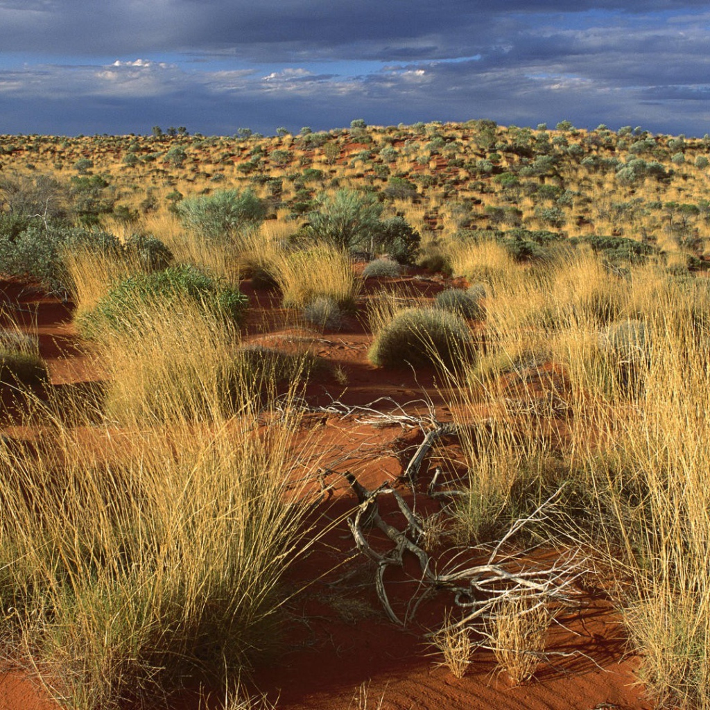 Пустыня в Австралии