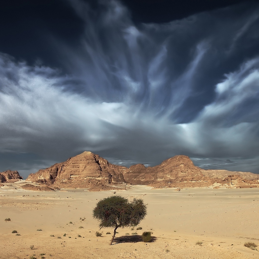 Одинокое дерево в пустыне