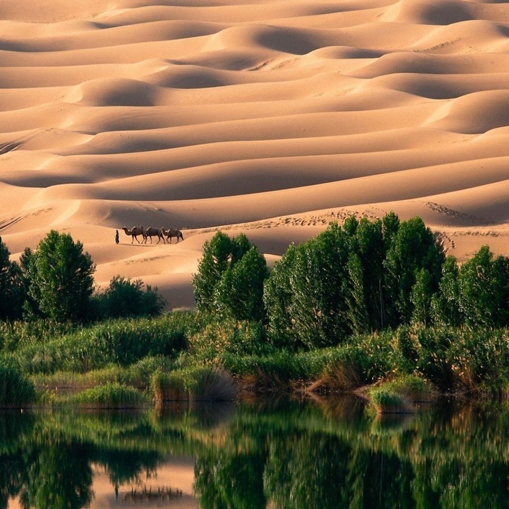 Оазис в пустыне