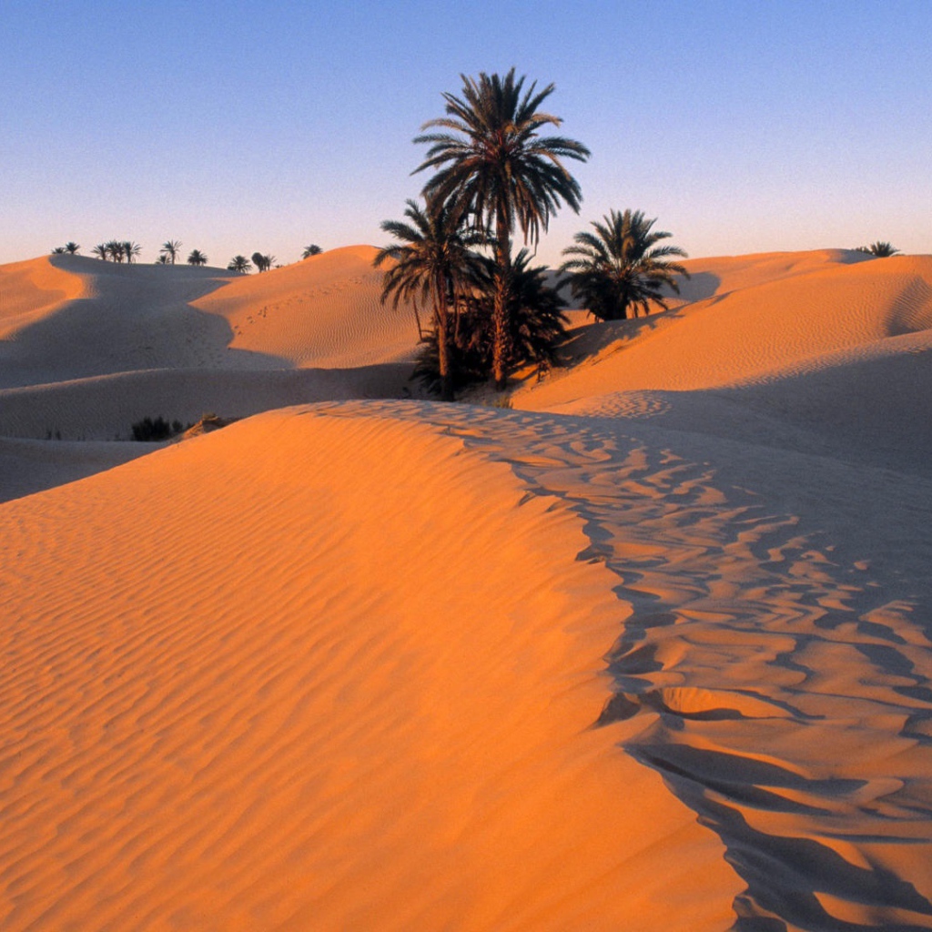 Пальмы в песке пустыни