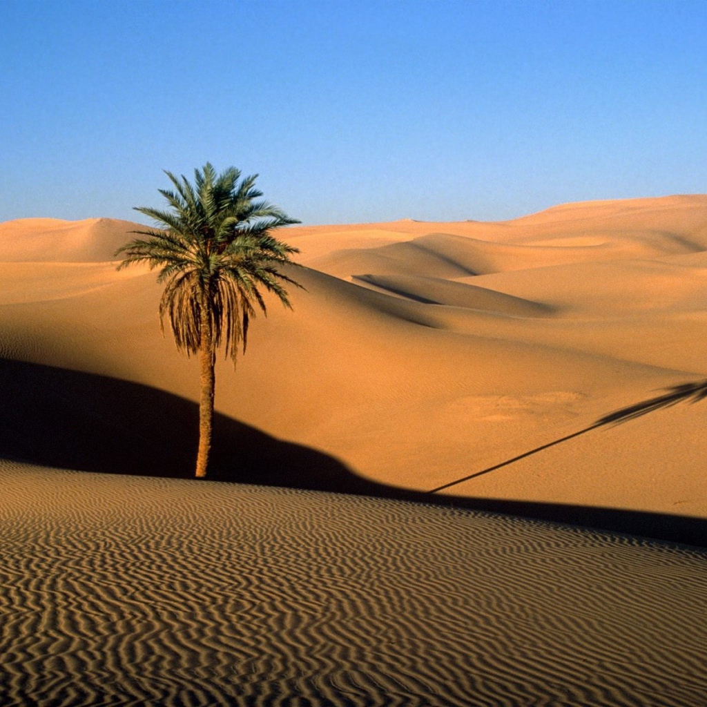 The tree in the desert