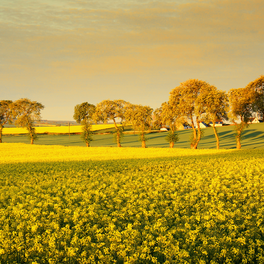 Деревья среди поля