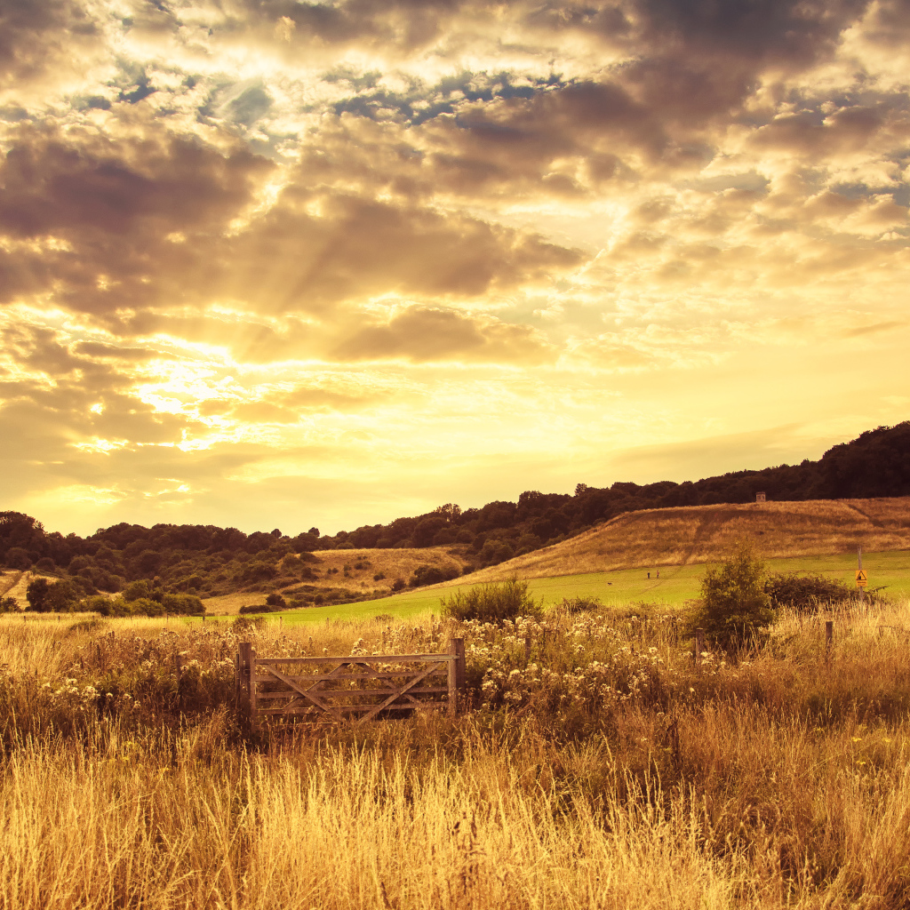 Красивое поле вечером