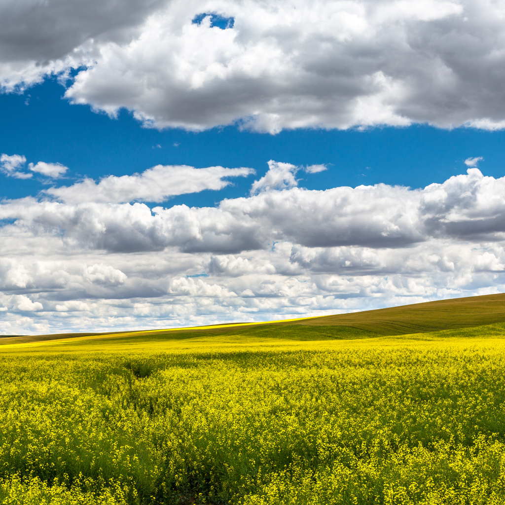 Красивое поле в ясный день