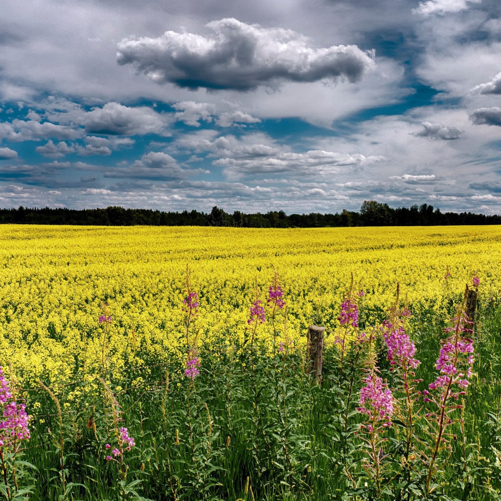 Облака над полем