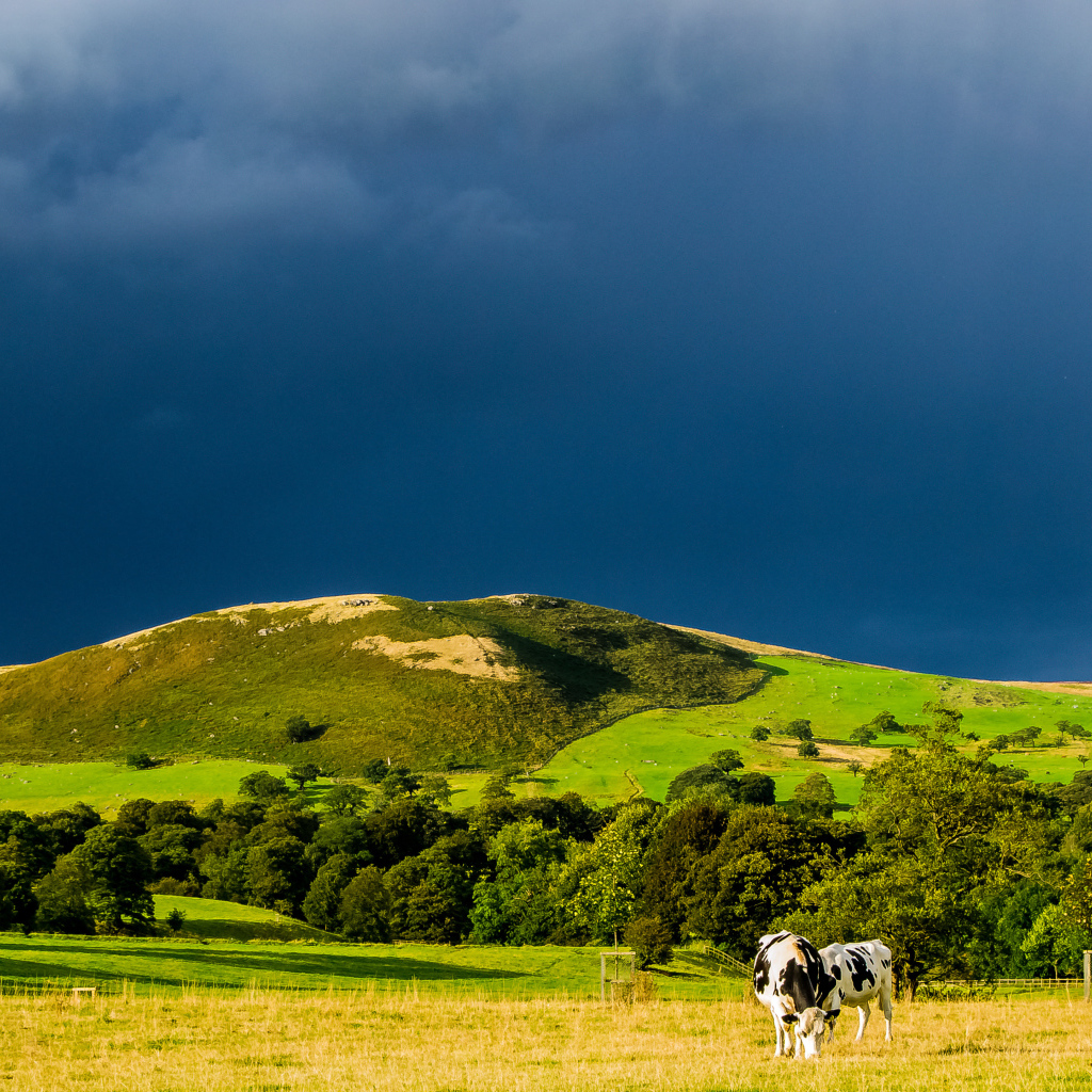 Коровы в поле