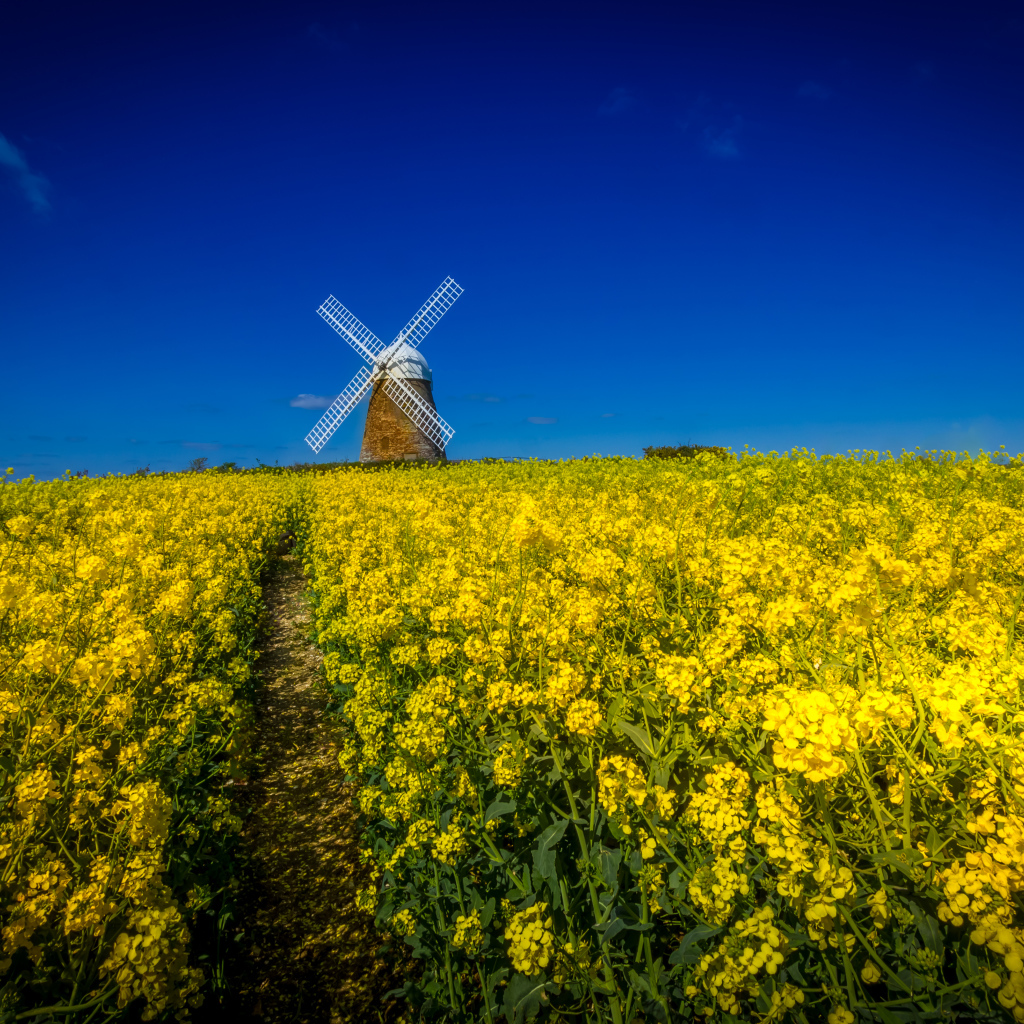 Поле желтых цветов