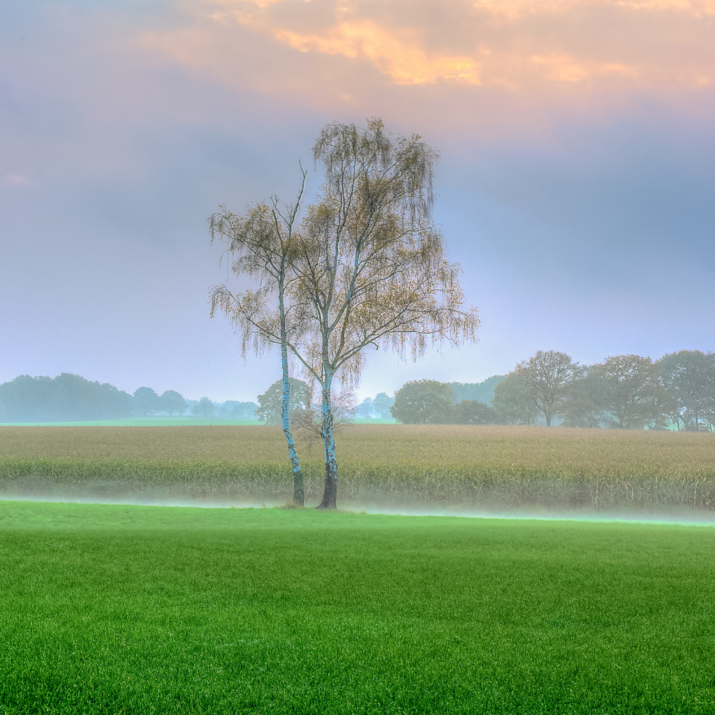 Туман над полем