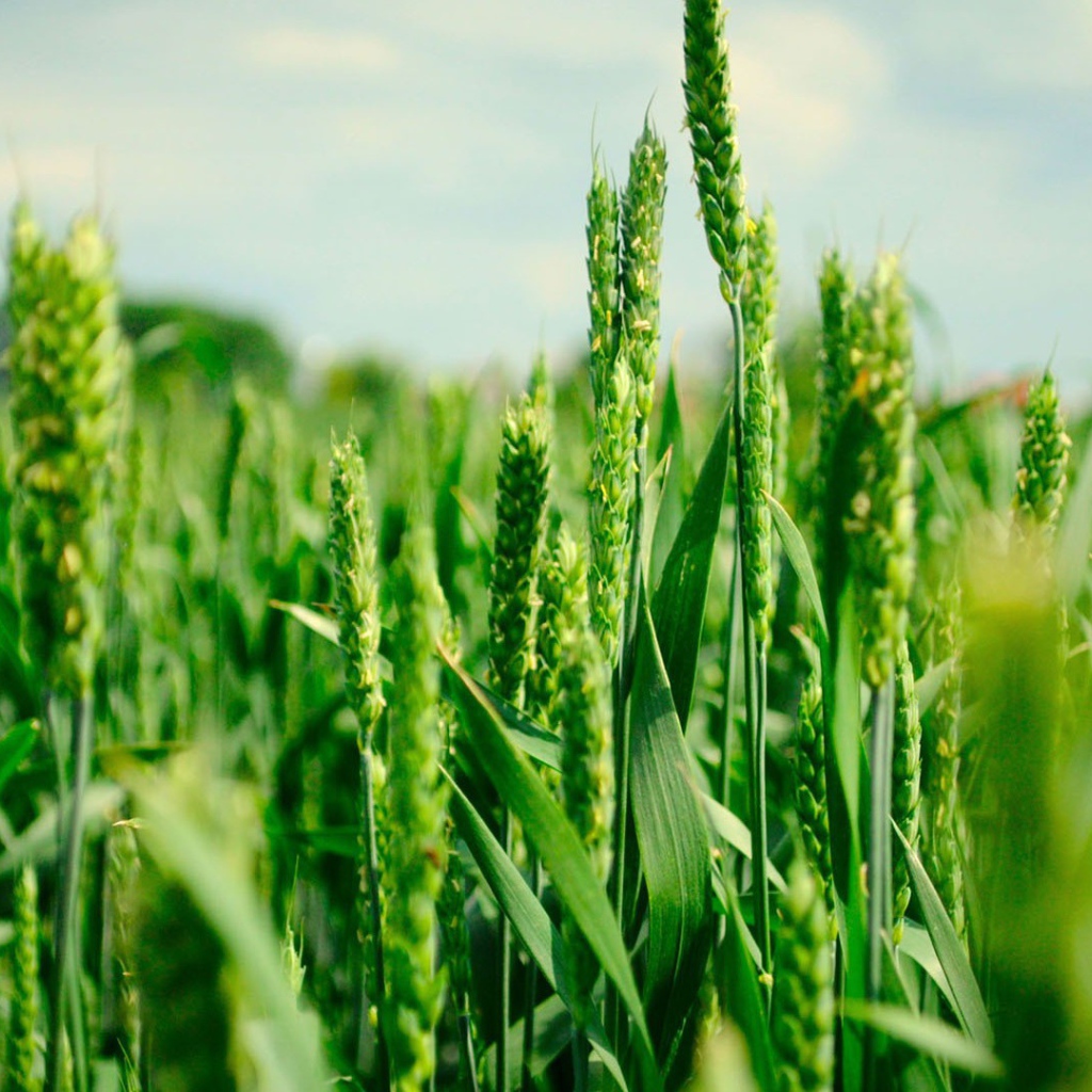 Зеленые колоски пшеницы