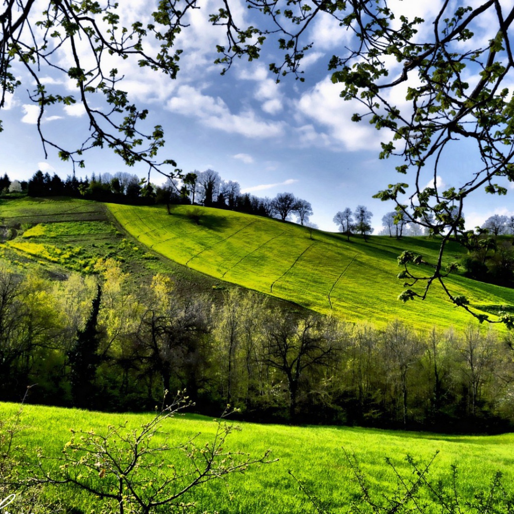 Зеленые весенние луга