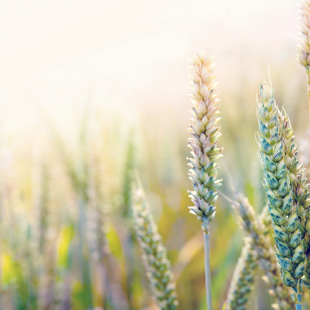 Незрелая пшеница