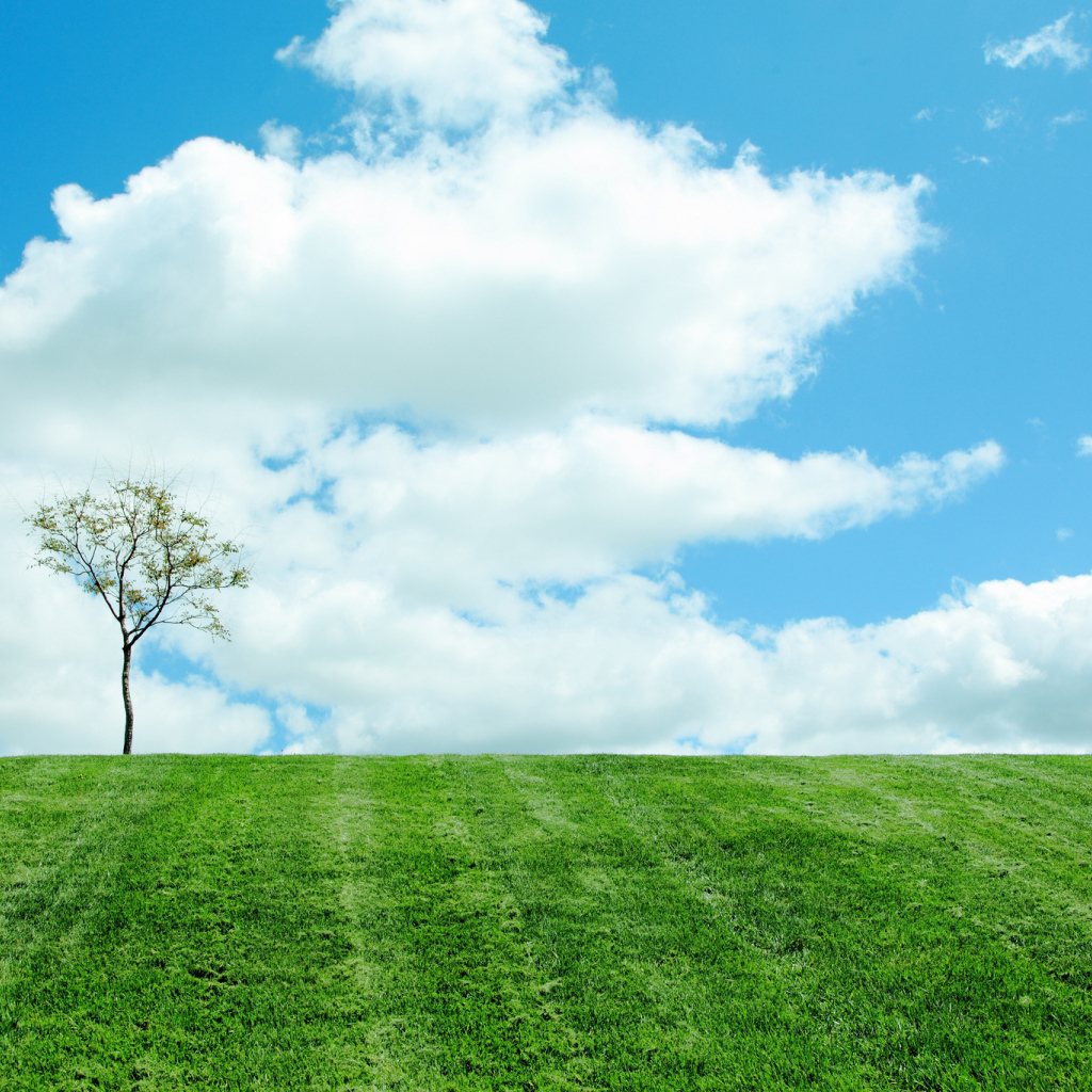 Одинокое дерево на поле