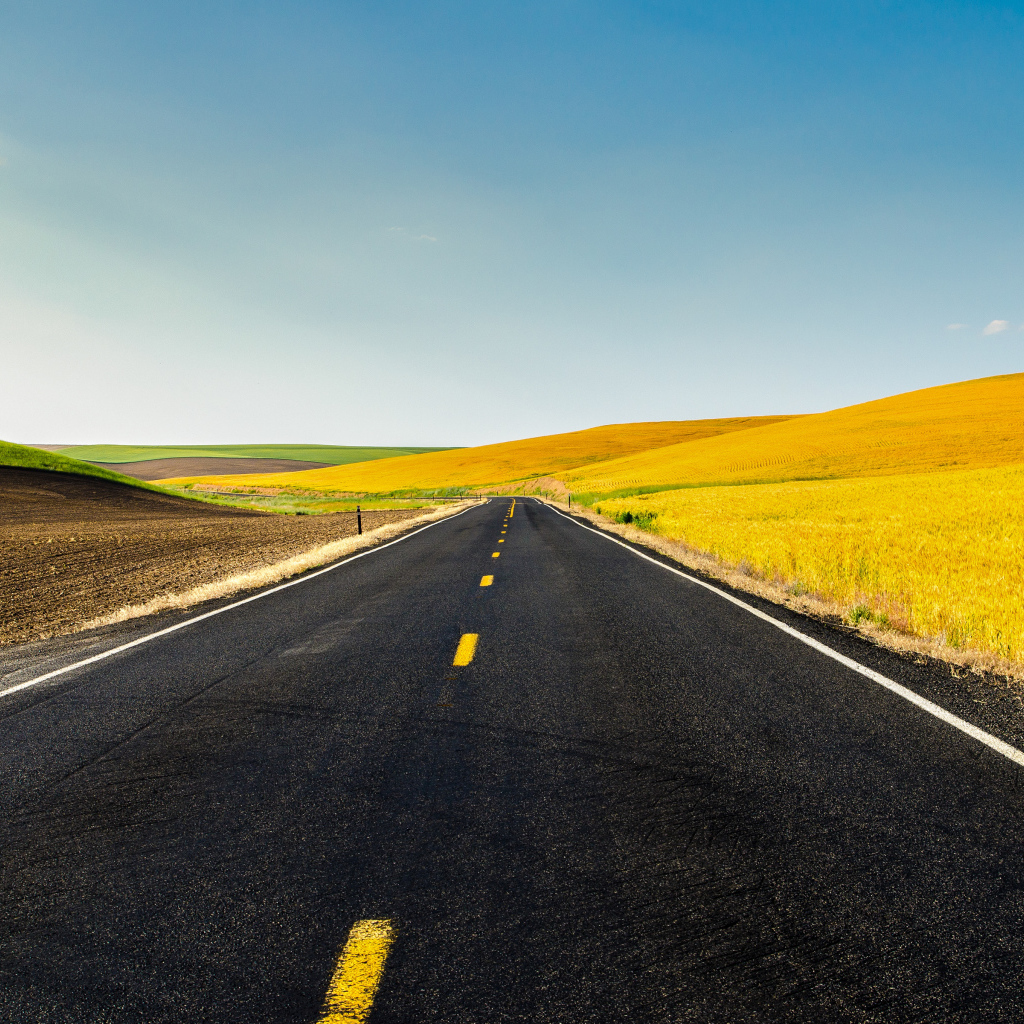 Дорога и жёлтые поля