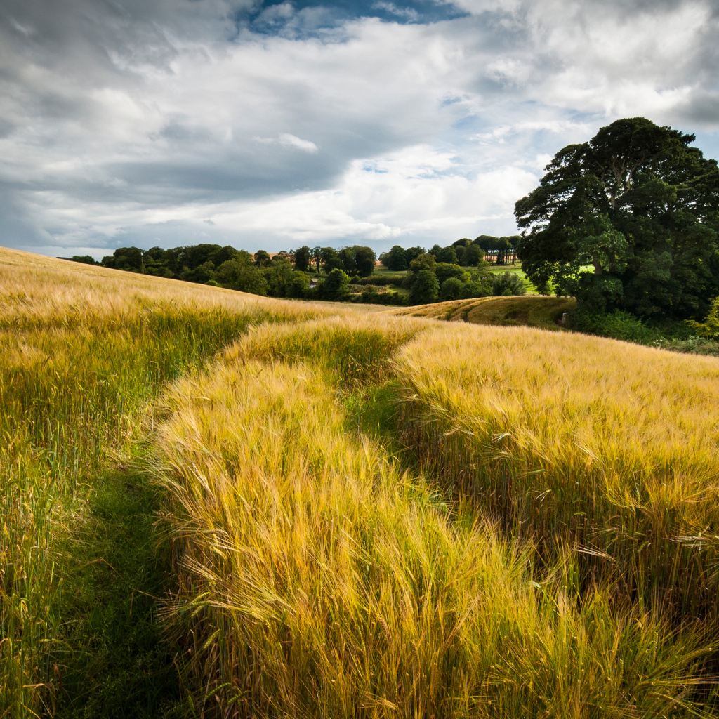 След от автомобиля