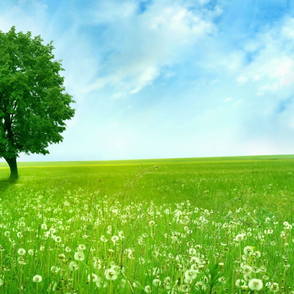 Дерево на поле одуванчиков