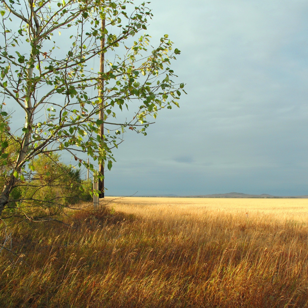 Дерево на краю поля