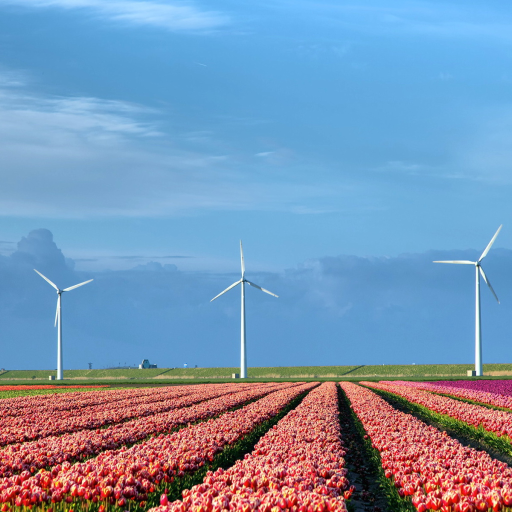 Поле тюльпанов